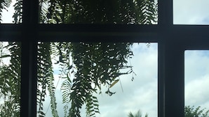 A view through a window of a grassy area with a palm tree and a building in the distance.