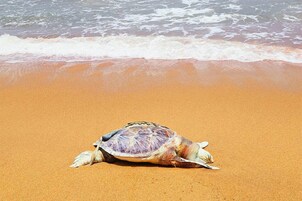 On the beach, scuba diving