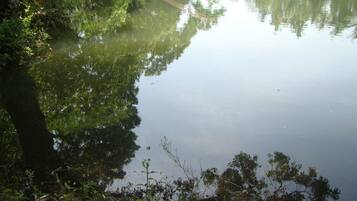Un lac paisible, bordé d’une végétation luxuriante et d’arbres.