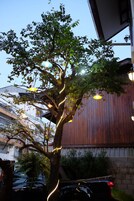 A tree with hanging lights, a wooden building, and parked cars.
