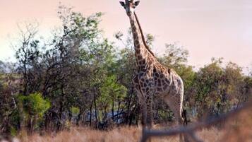 Observation d’animaux