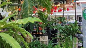 A covered outdoor area with various plants and a pathway. - Panida Goodwill (Nong Hin)