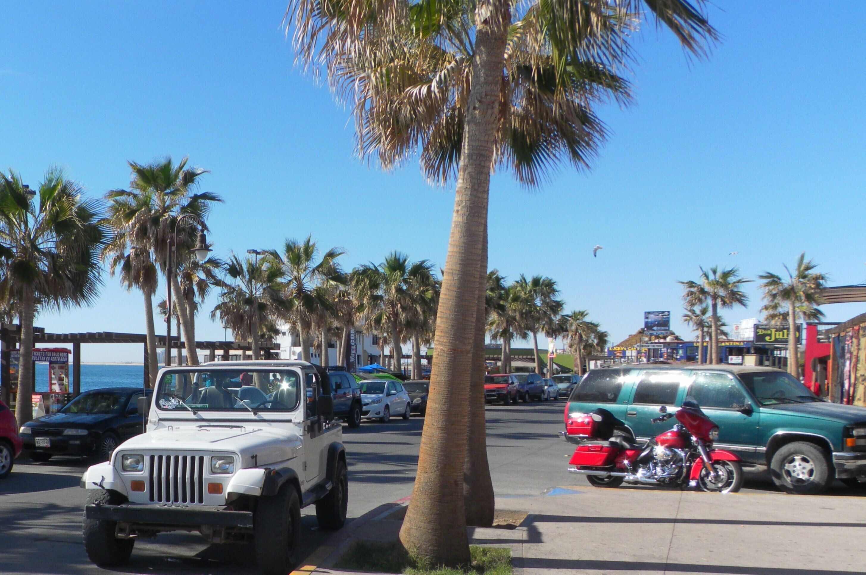 A street lined with palm trees and parked vehicles, including a white SUV and a motorcycle.