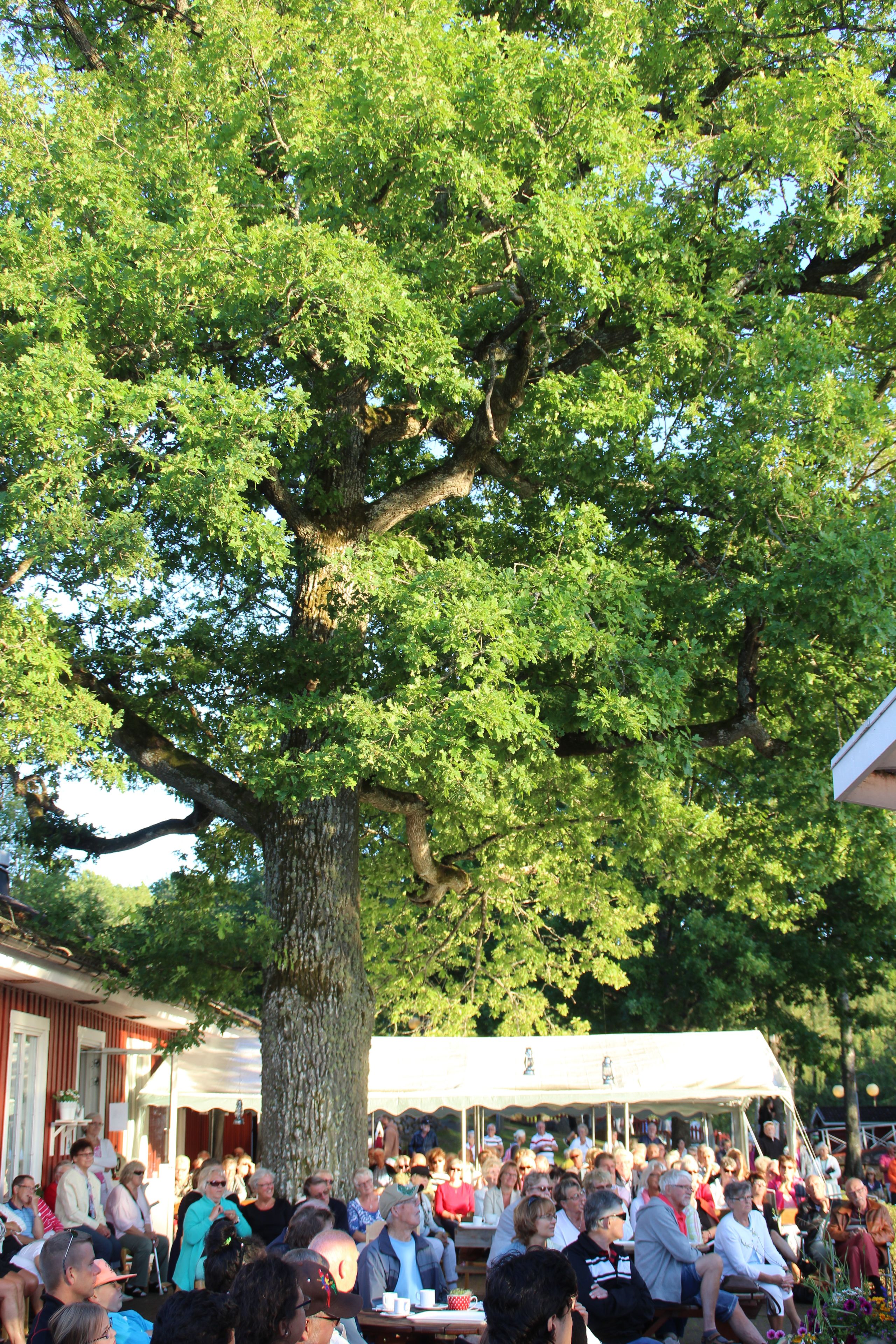 A large tree with a crowd of people gathered under it.