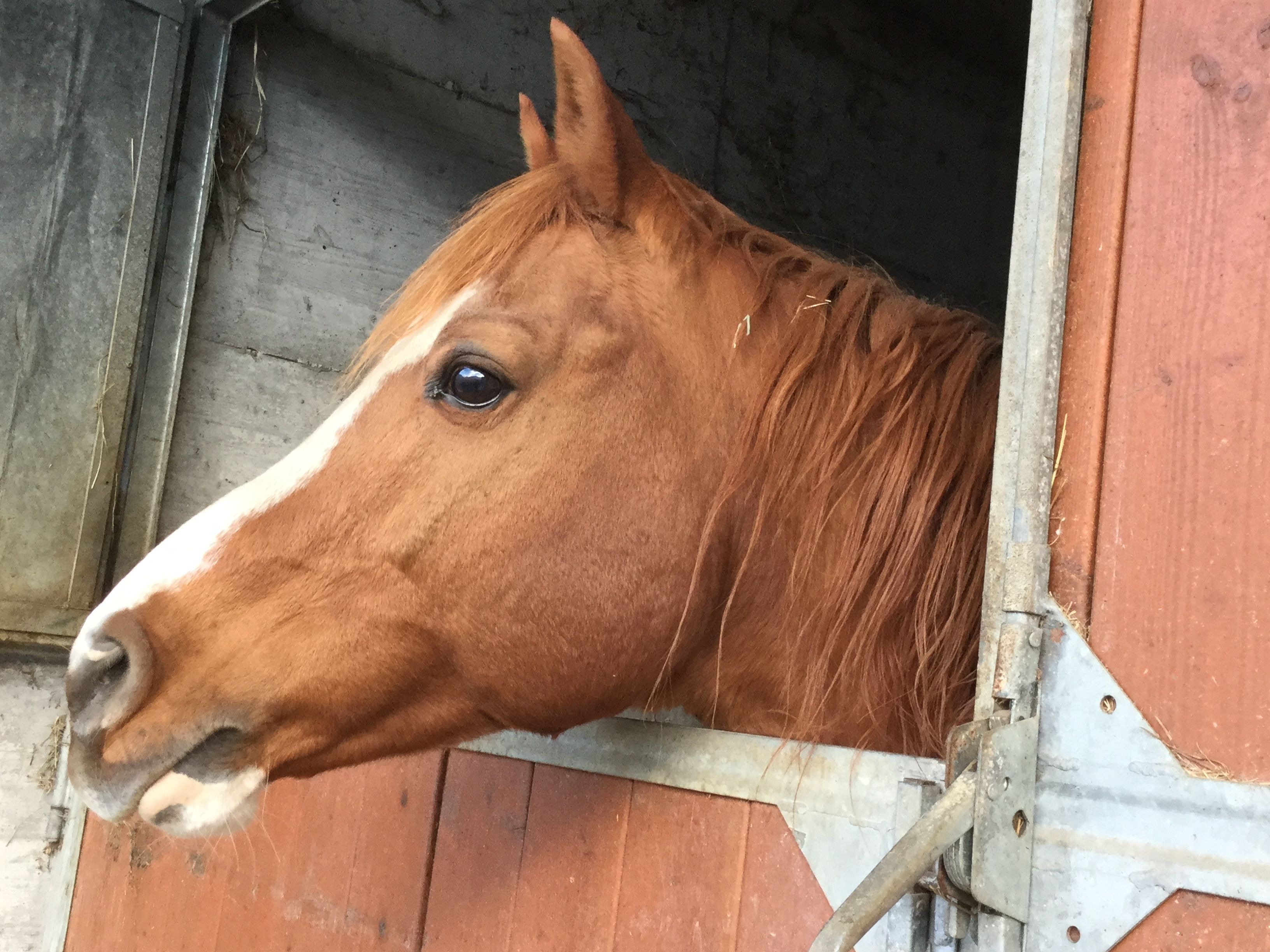 Cabeza de caballo asomándose por una puerta de establo.