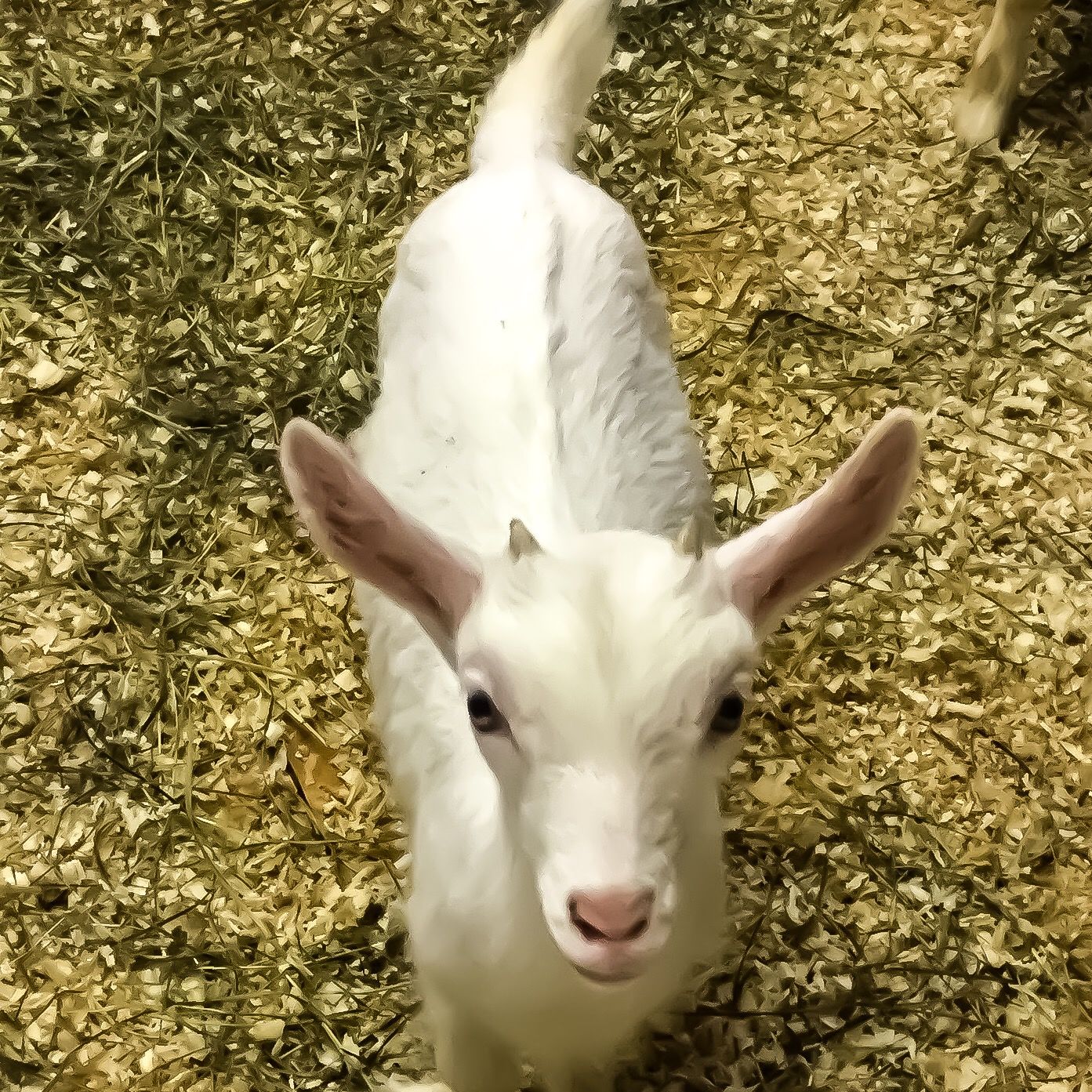A white goat standing on straw.