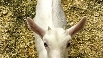 A white goat standing on straw.