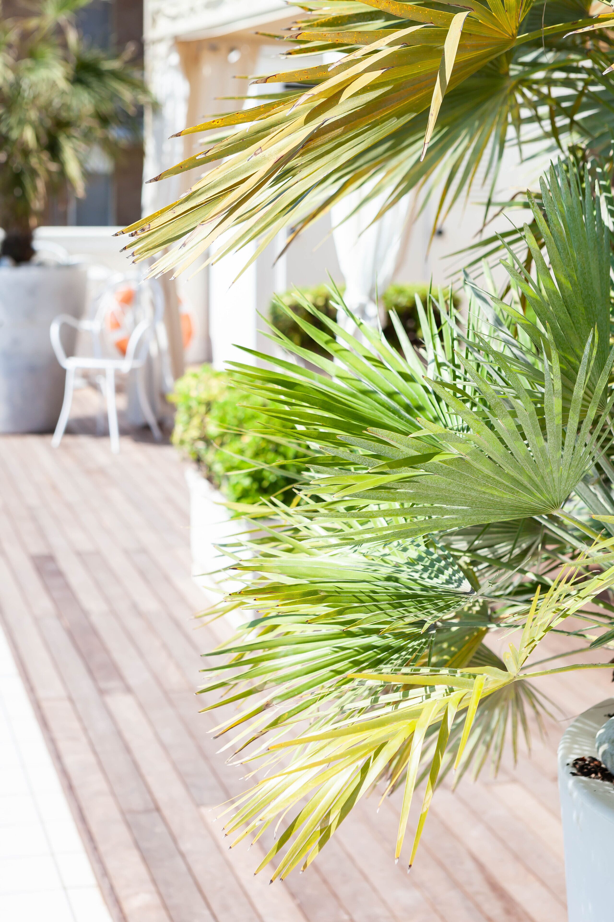 Foto - Hotel Conchiglia