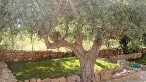 A tree with a thick trunk and dense foliage, surrounded by a stone wall and a well-maintained grassy area. - Villa Ludduì L (Budoni)