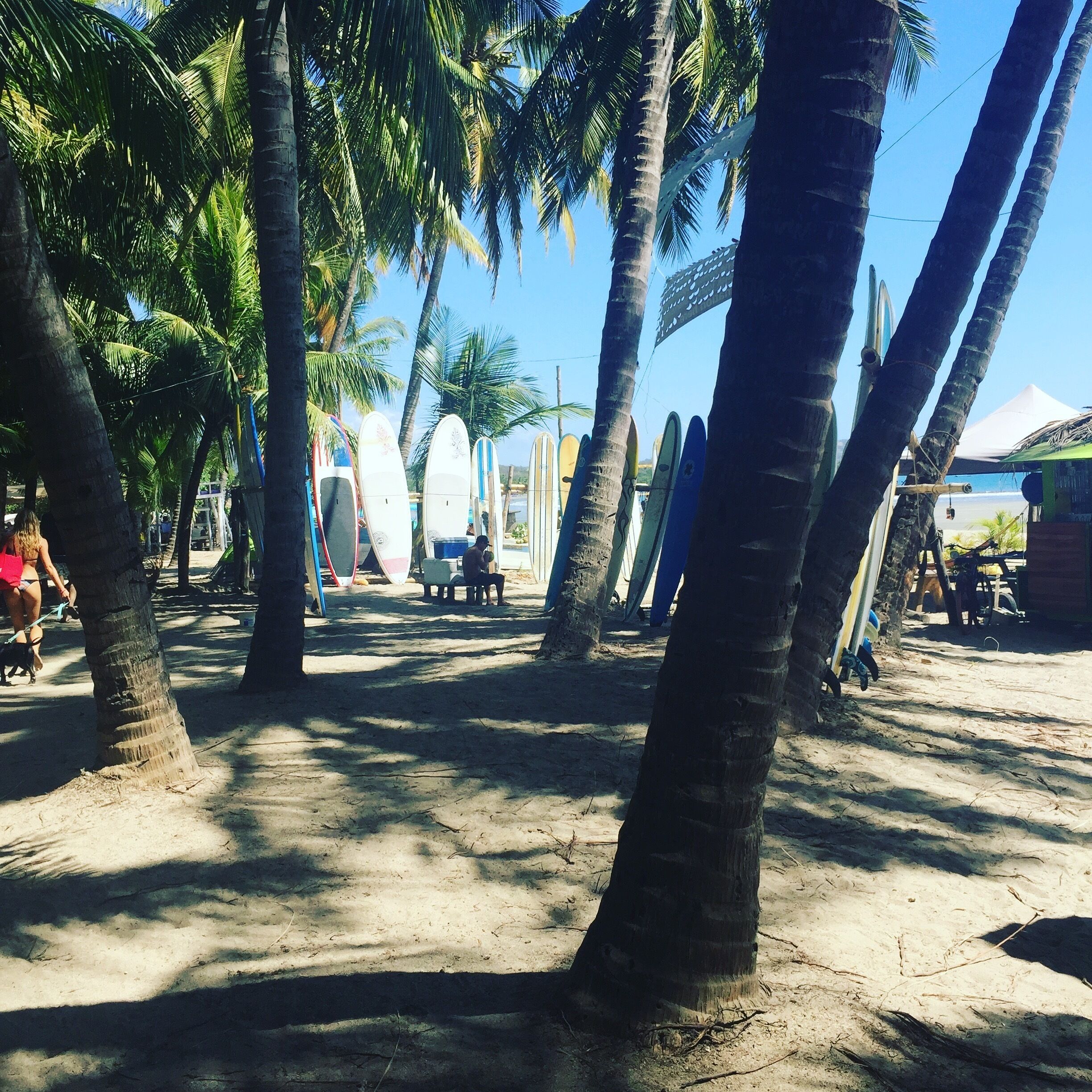 Una zona de playa arenosa con palmeras y tablas de surf.