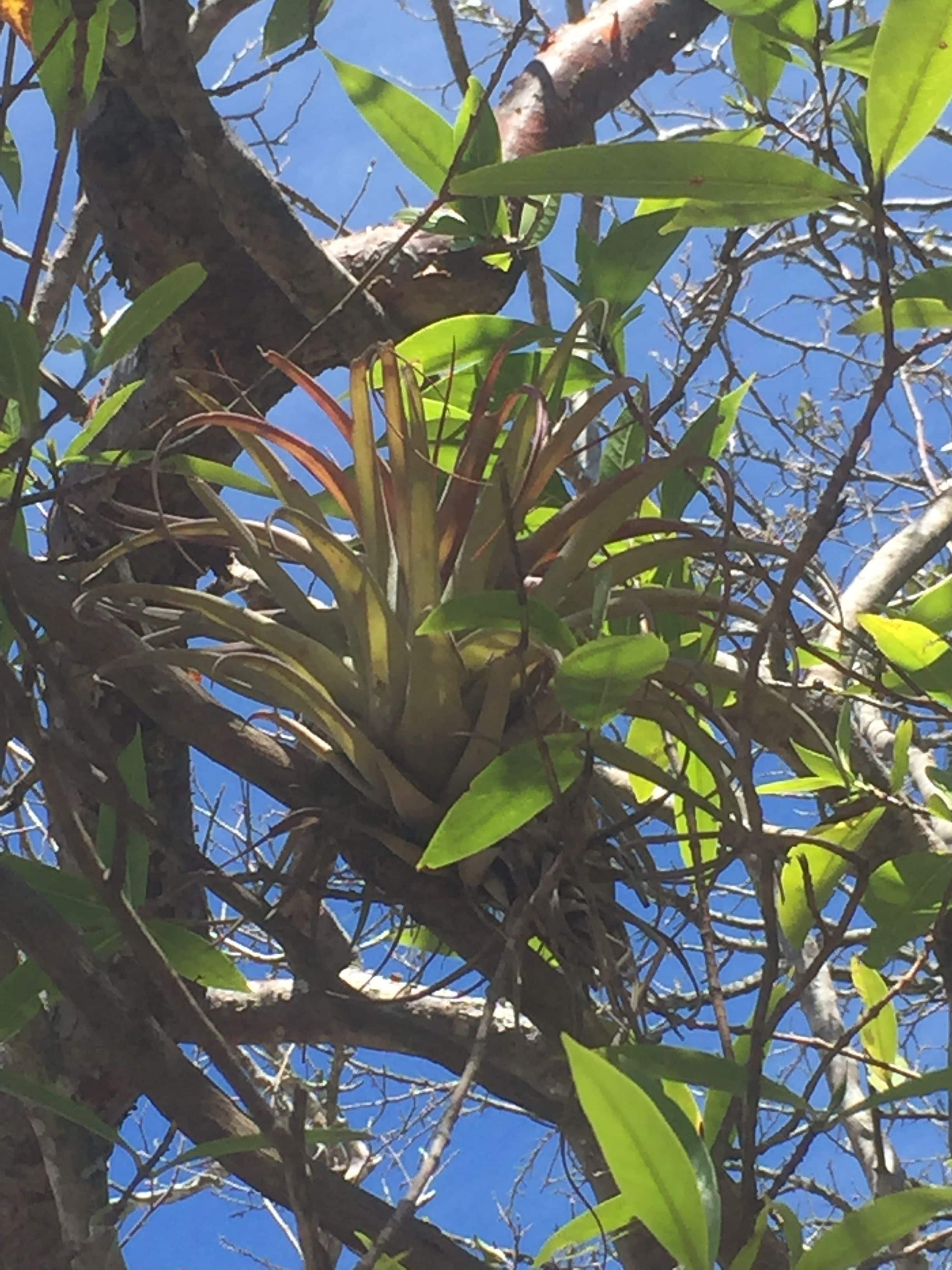 A plant with green leaves and a brown stem growing among tree branches.