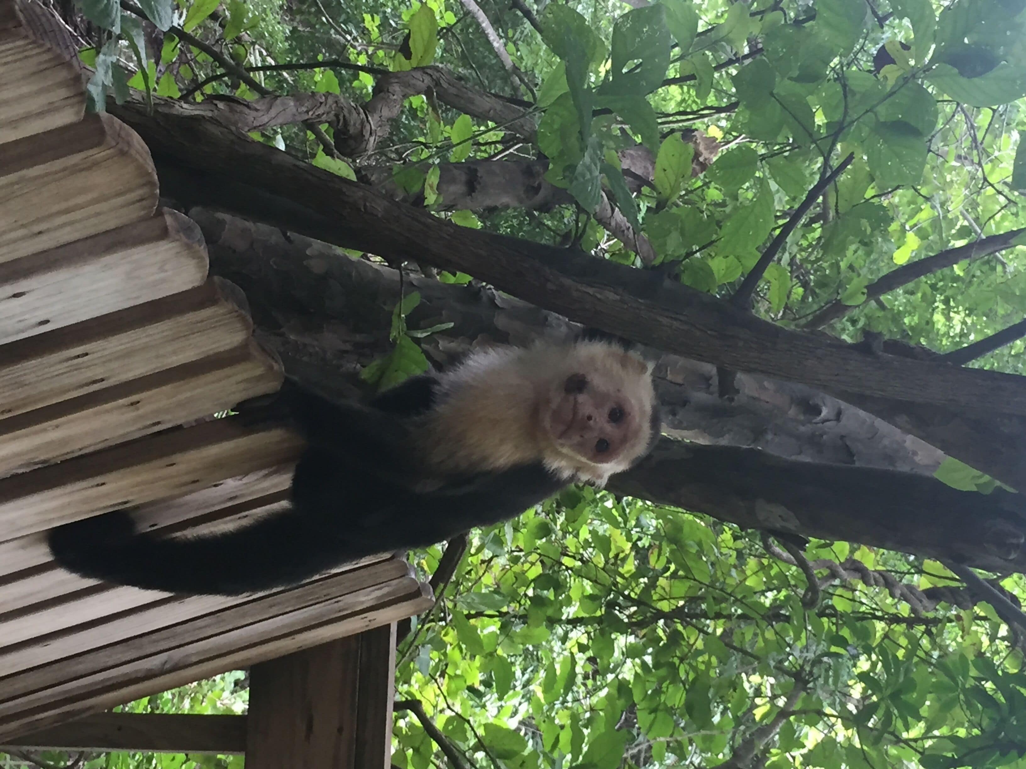 A monkey on a wooden platform surrounded by green foliage.