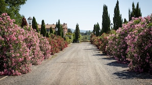 A gravel road flanked by pink flowering bushes, tall cypress trees, and a building with a tiled roof in the background. - Borgo Verde (Rosignano Marittimo)