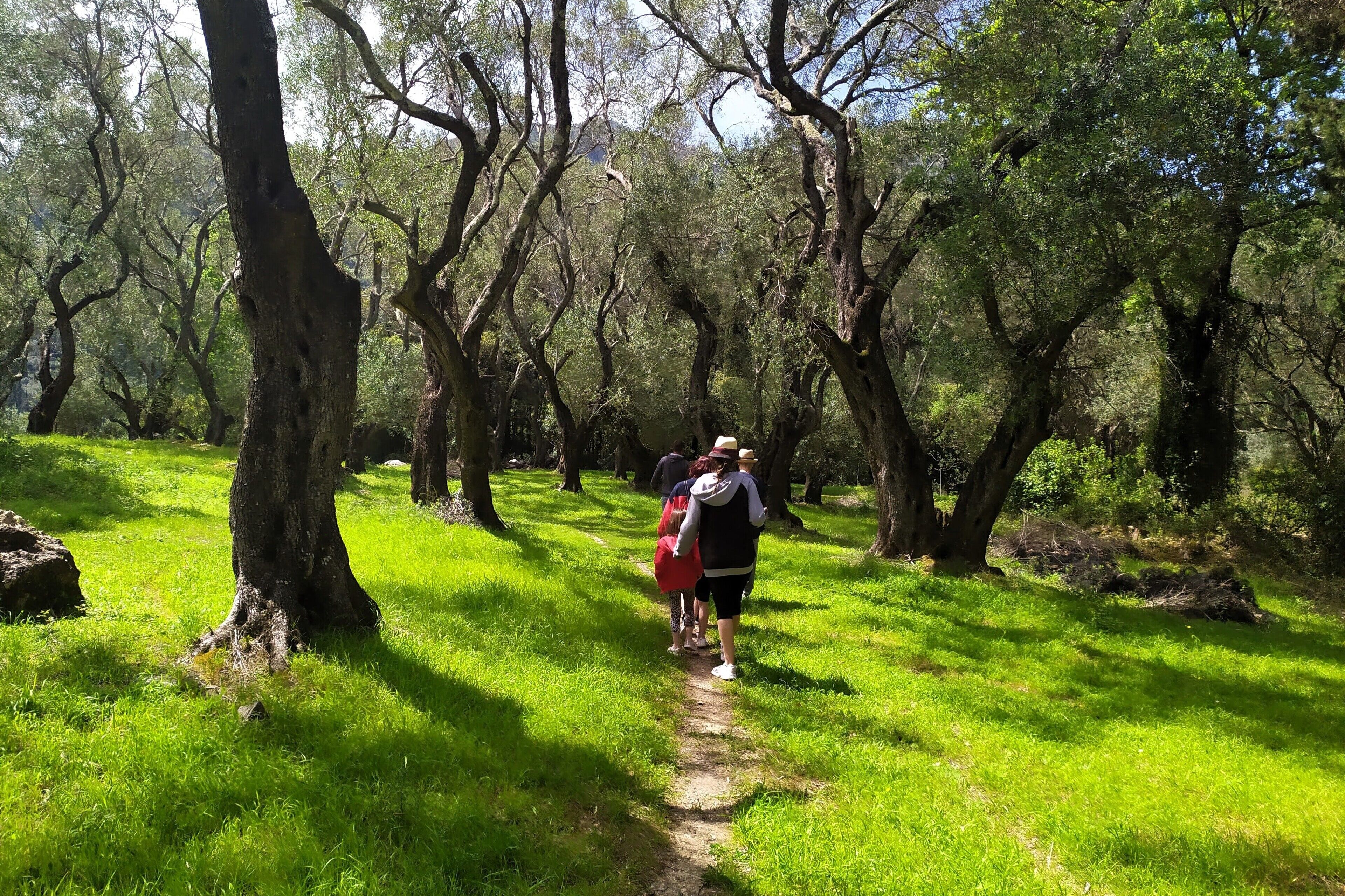 A group of people walking on a dirt path in a wooded area with trees and grass.