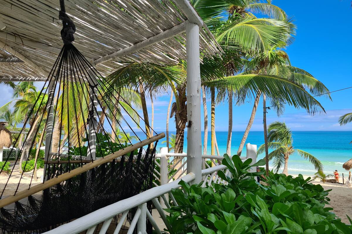 A beach view with a hammock and palm trees.