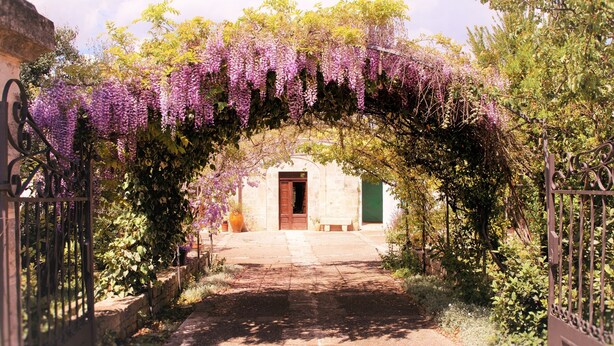 Un chemin en arc de cercle mène à un bâtiment doté d’une porte verte, lequel est entouré de plantes grimpantes aux fleurs violettes.