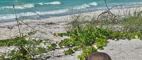 Beach nearby, sun loungers, beach towels