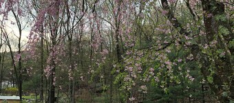 Ny luksus Woodstock Secret Retreat m / oppvarmet basseng (fortsatt åpent) og utendørs boblebad