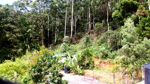A dense forest with tall trees and a small building in the foreground. - chez allen (Nuwara Eliya)