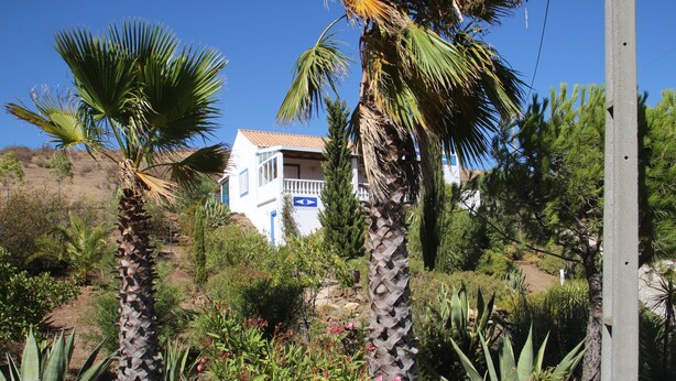 Una casa circondata da palme e varie piante.