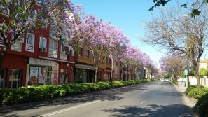 A street lined with trees in full bloom, storefronts, and a clear sky.
