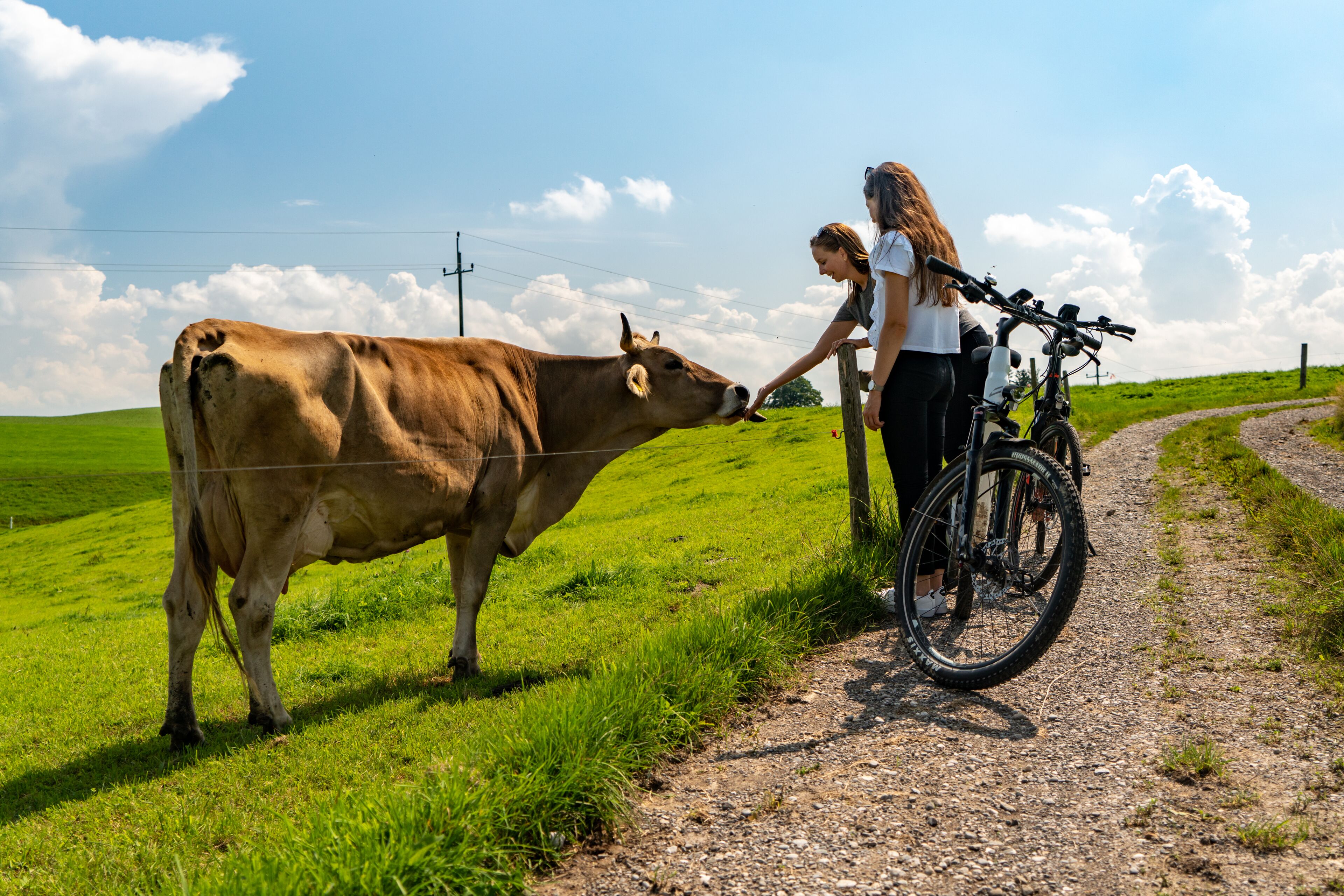 Landelijk tafereel met een koe en een fiets op een onverharde weg.