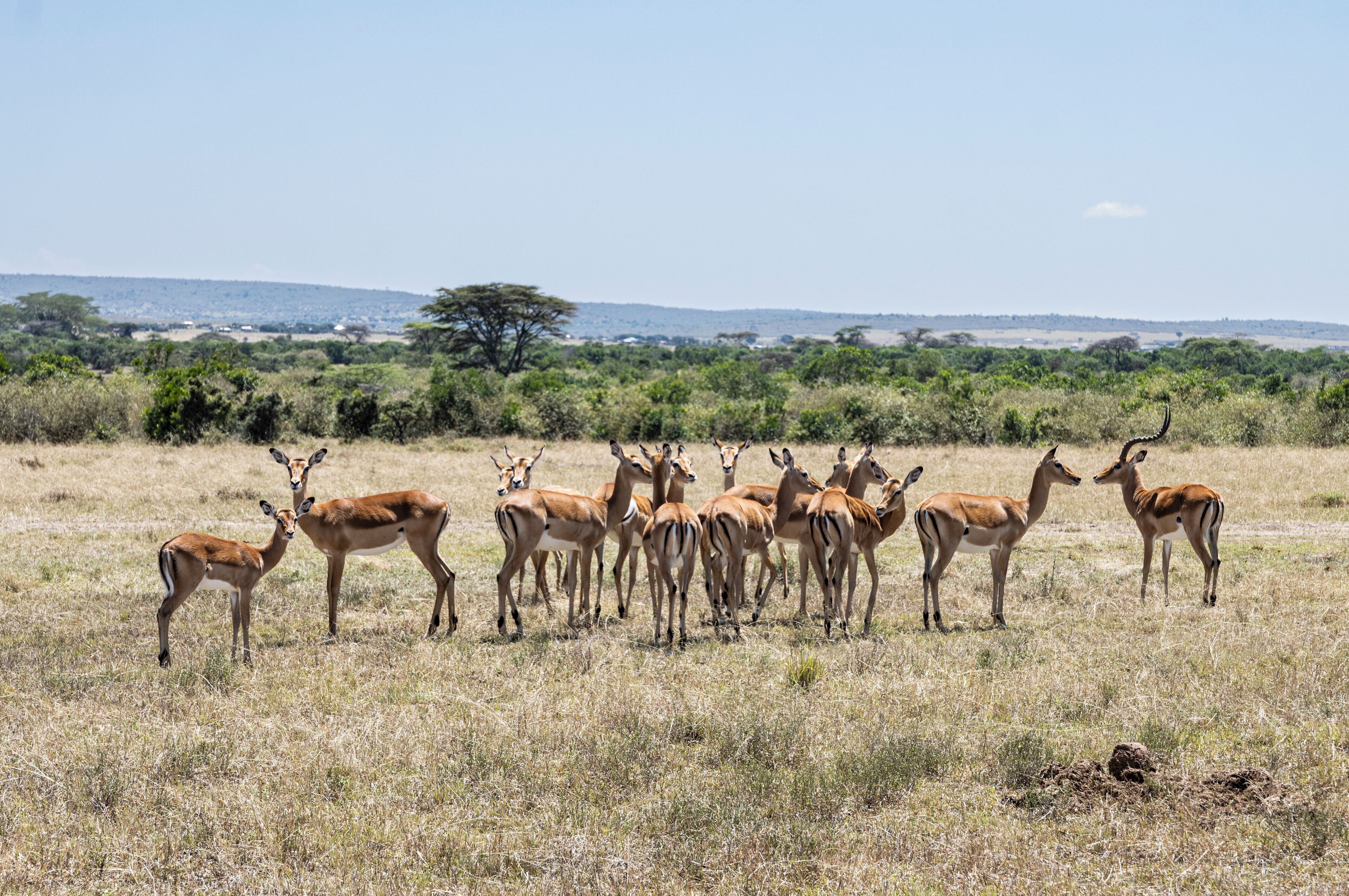 A group of antelopes in a grassy field with sparse trees and a distant tree line.