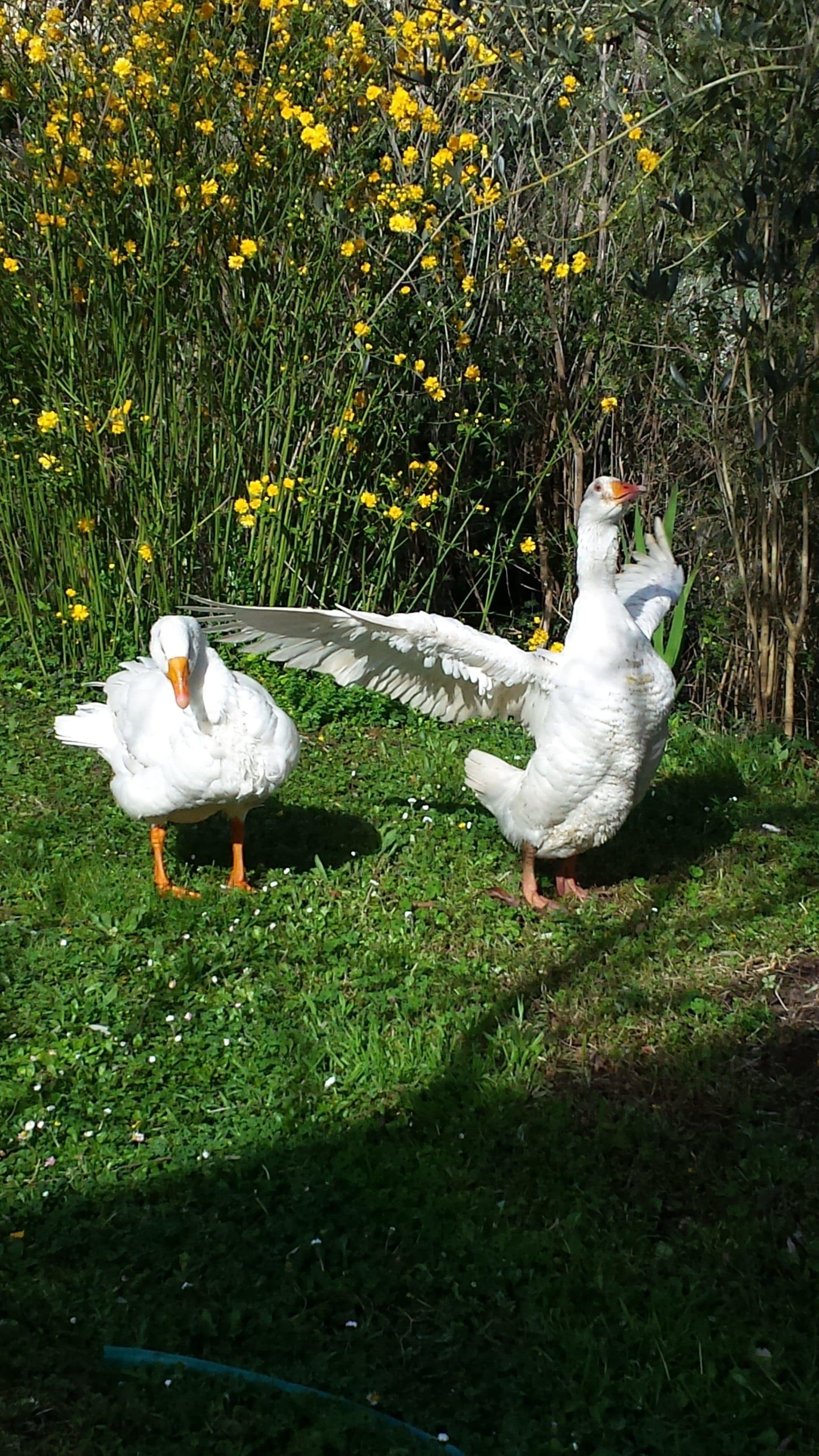 Photo - Agriturismo Il Poggiarello