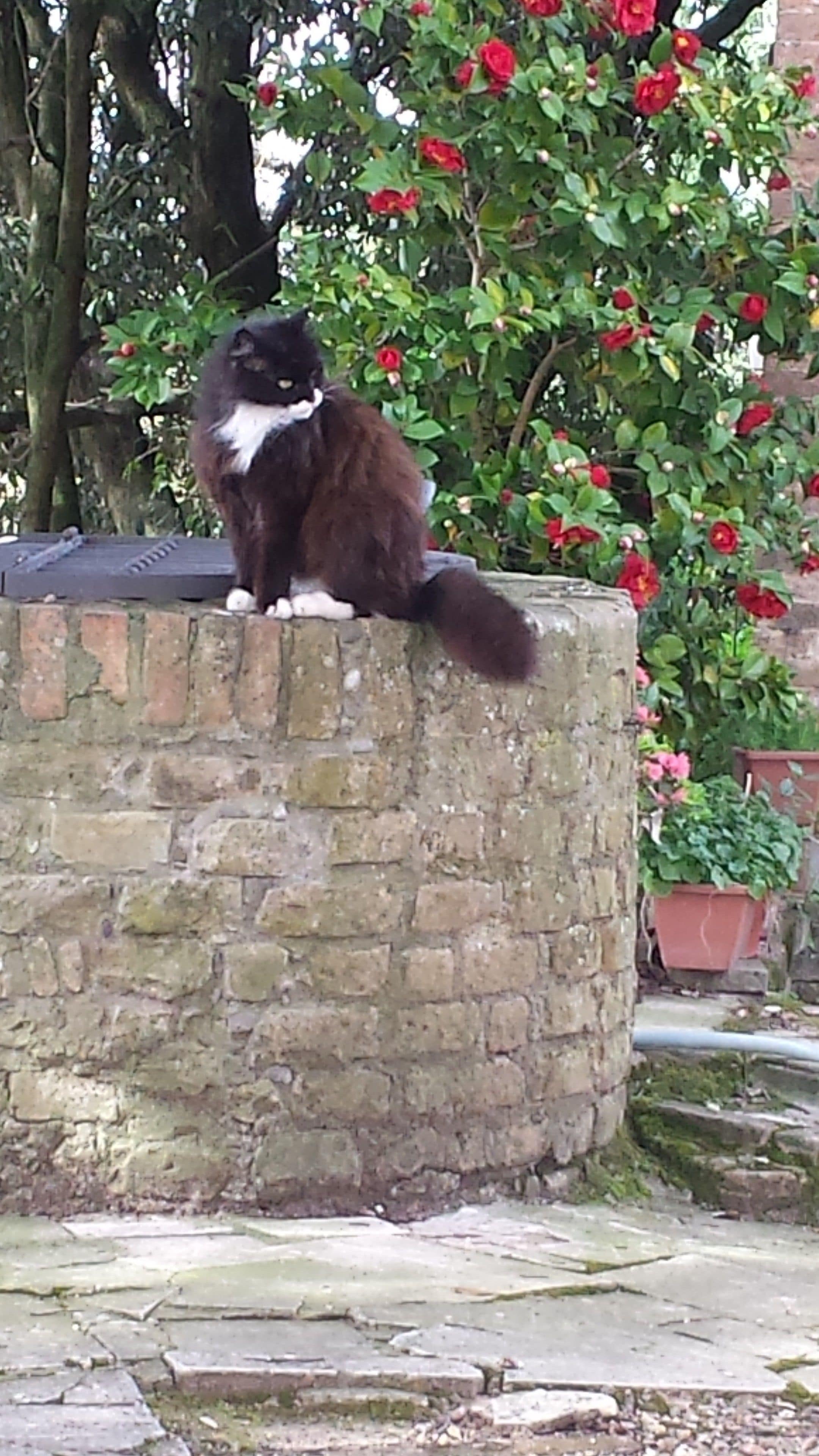 Photo - Agriturismo Il Poggiarello