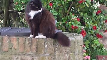 Un gato sentado sobre un muro de ladrillo con un jardín al fondo.