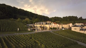 A vineyard with rows of grapevines, a building labeled 'Champagne,' and a road in the foreground.