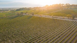 Viñedo con hileras de vides y un sendero de tierra.