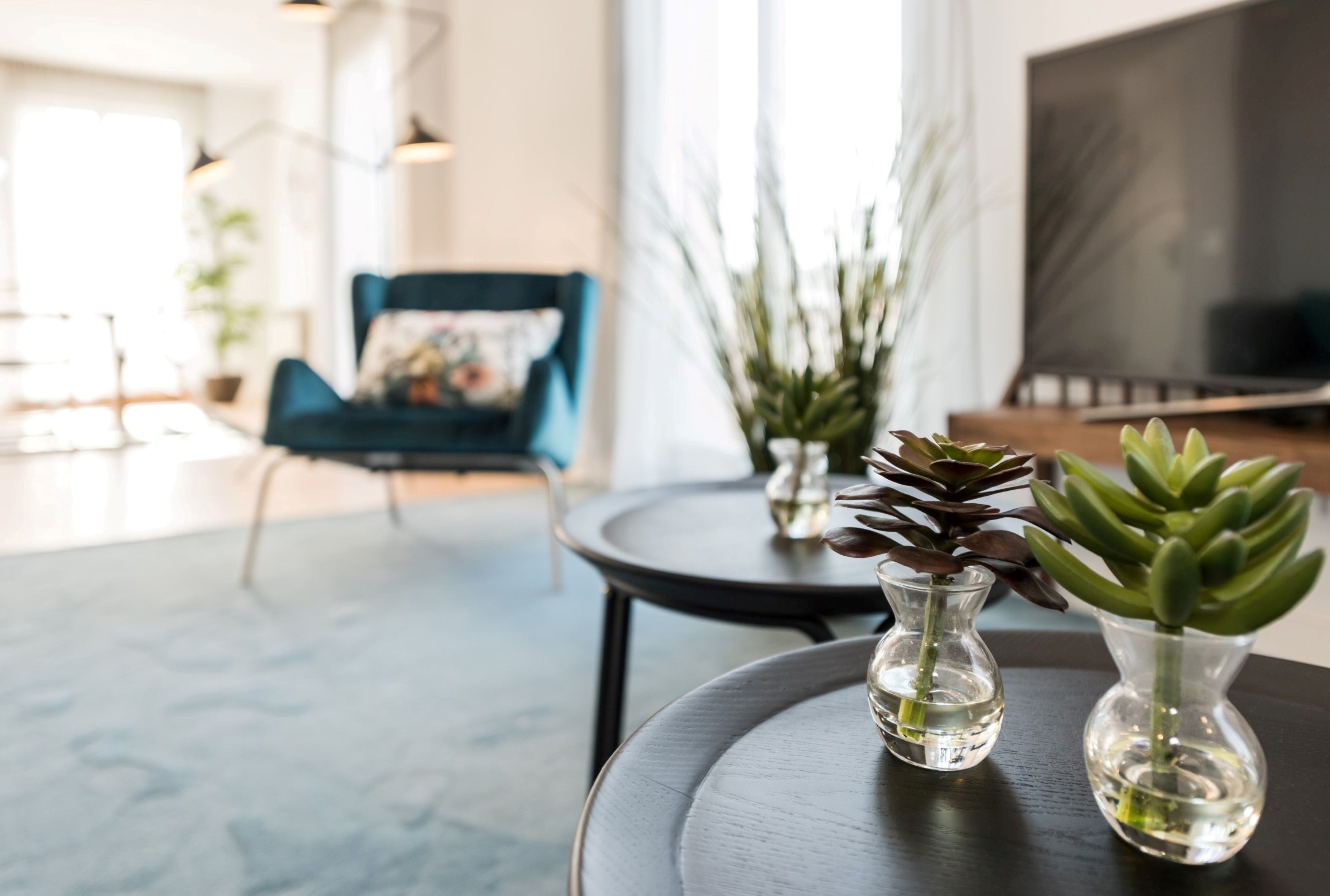 Un salon moderne avec un canapé, deux vases contenant des plantes succulentes et un téléviseur.