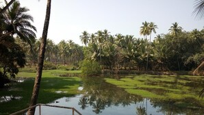 Un paisaje sereno con un cuerpo de agua rodeado de exuberante vegetación y palmeras.