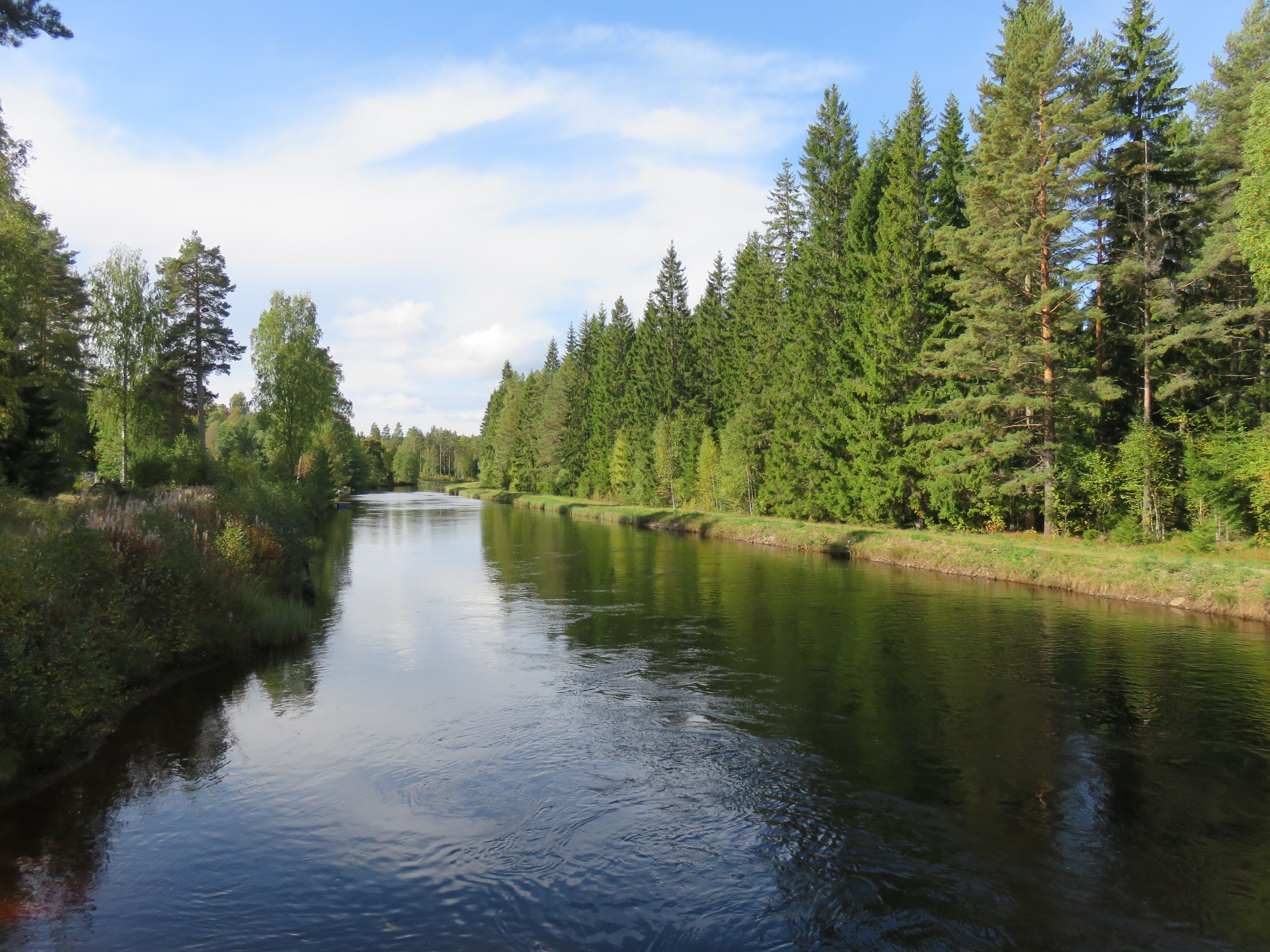 Une rivière bordée d’une forêt dense.