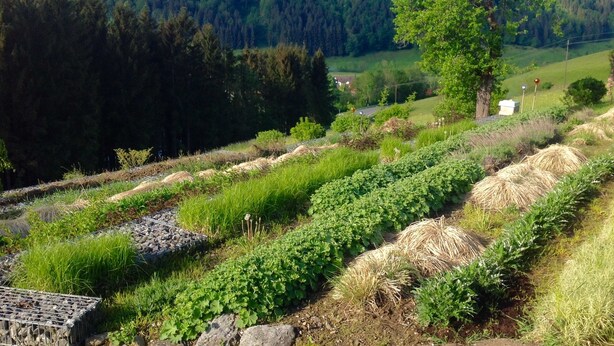 A rural landscape with terraced fields, a tree, and a distant forested hill. - Kraeuterhof-Ferienwohnung (Missen-Wilhams)