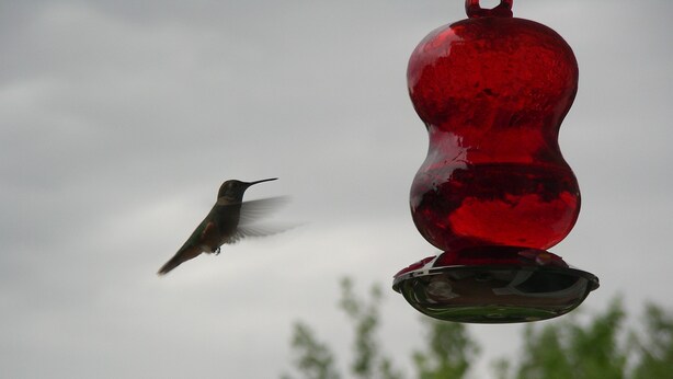 A bird approaching a red bird feeder. - Beautiful Estes Park 2 Bedroom Loft in the ❤️ of town with Air Conditioning (Estes Park)