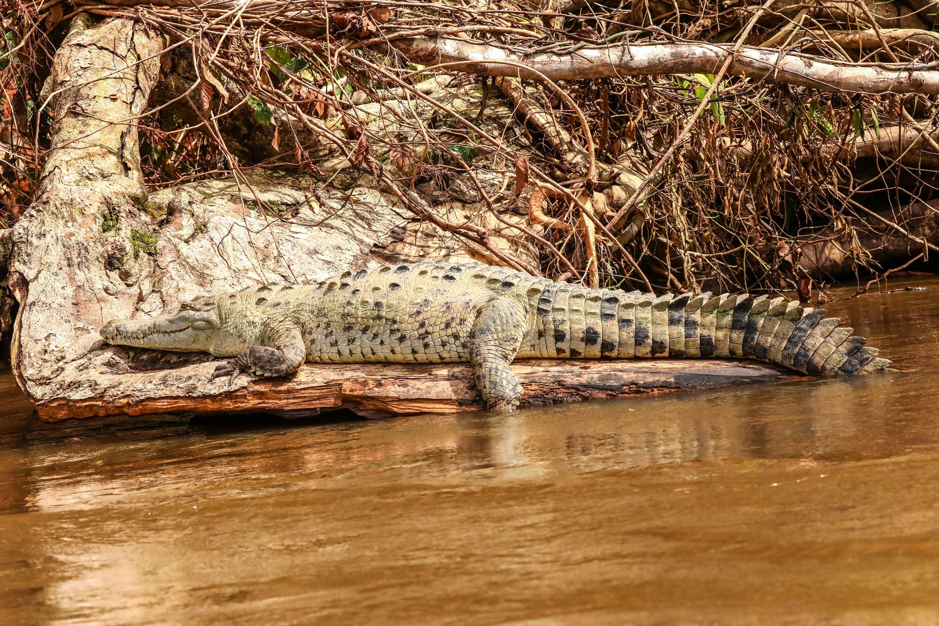 A crocodile resting on a log by a river.
