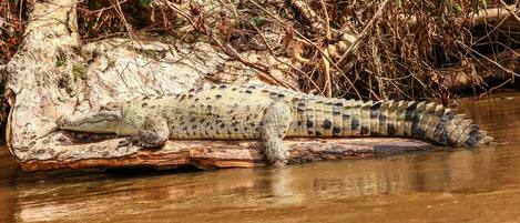 A crocodile resting on a log by a river.