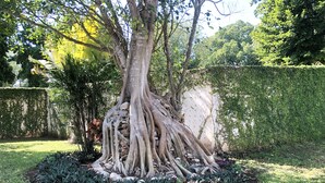 Jardí