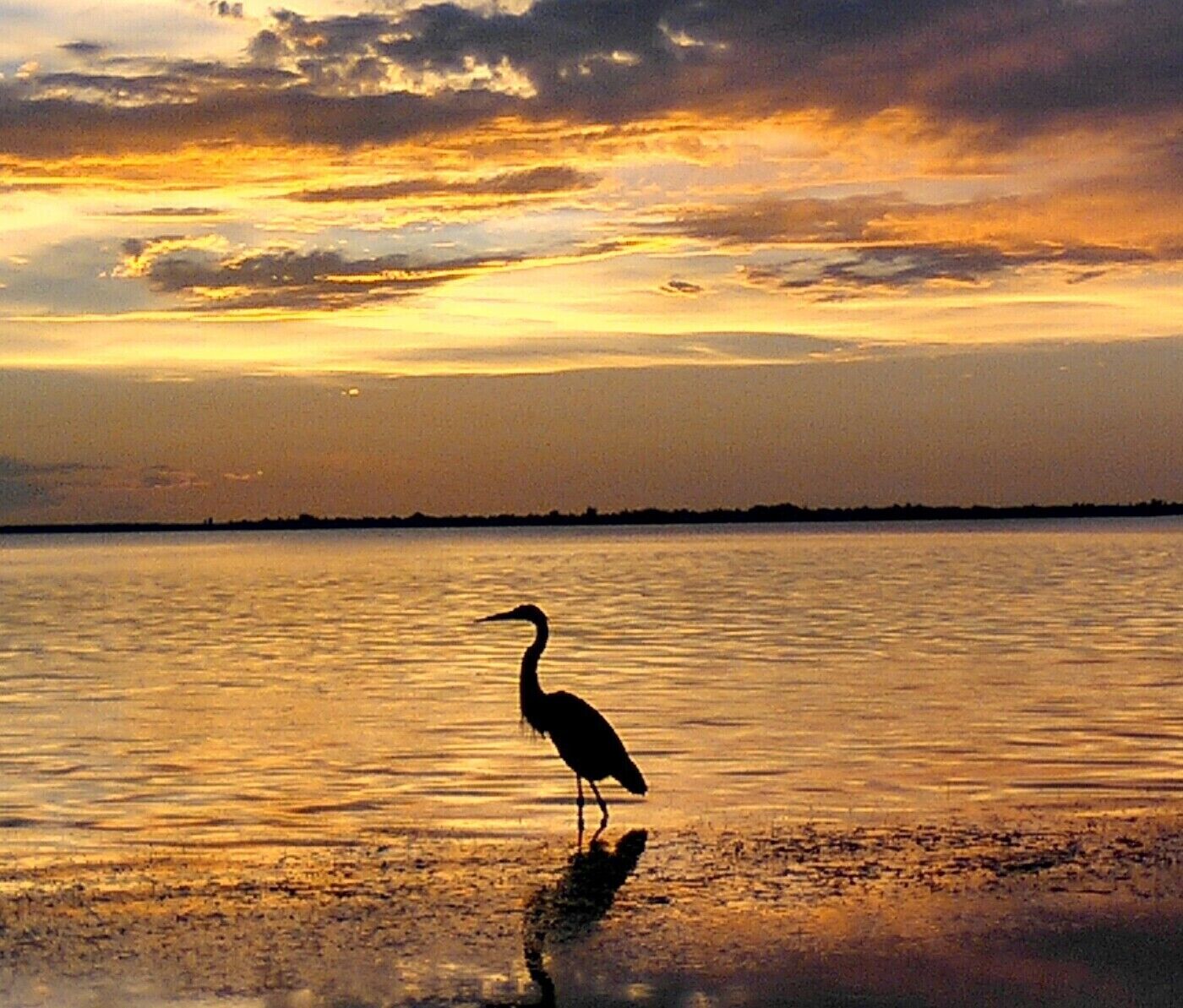 Un oiseau se tient dans une eau peu profonde, avec un coucher de soleil en arrière-plan.
