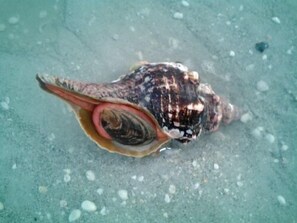 A seashell on a sandy surface. - Tommy Bahama Themed, Sanibel Siesta Unit #103 (Sanibel)
