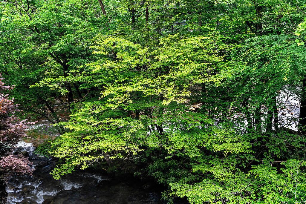 Un bosque denso con un arroyo que lo atraviesa.