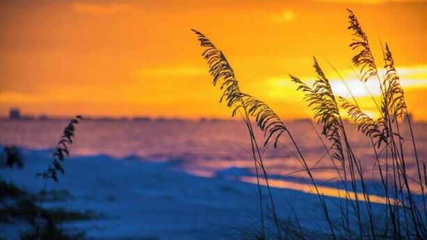 Tall grasses in the foreground with a sunset in the background. - TRENDY BEACH CONDO ON THE GROUND FLOOR! (Sanibel)