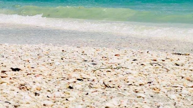Beach - Sanibel Siesta on the Beach unit 607 (Sanibel)