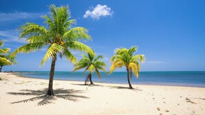 A beach with palm trees and a clear blue sky. - Pool, beach and sun- Parrot Fish 106 at Lawson Rock (Sandy Bay)