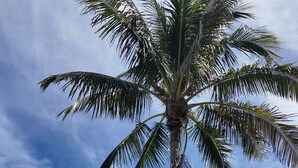A tall palm tree in a well-maintained garden with a building in the background. - 5 Star Rated (Sanibel)