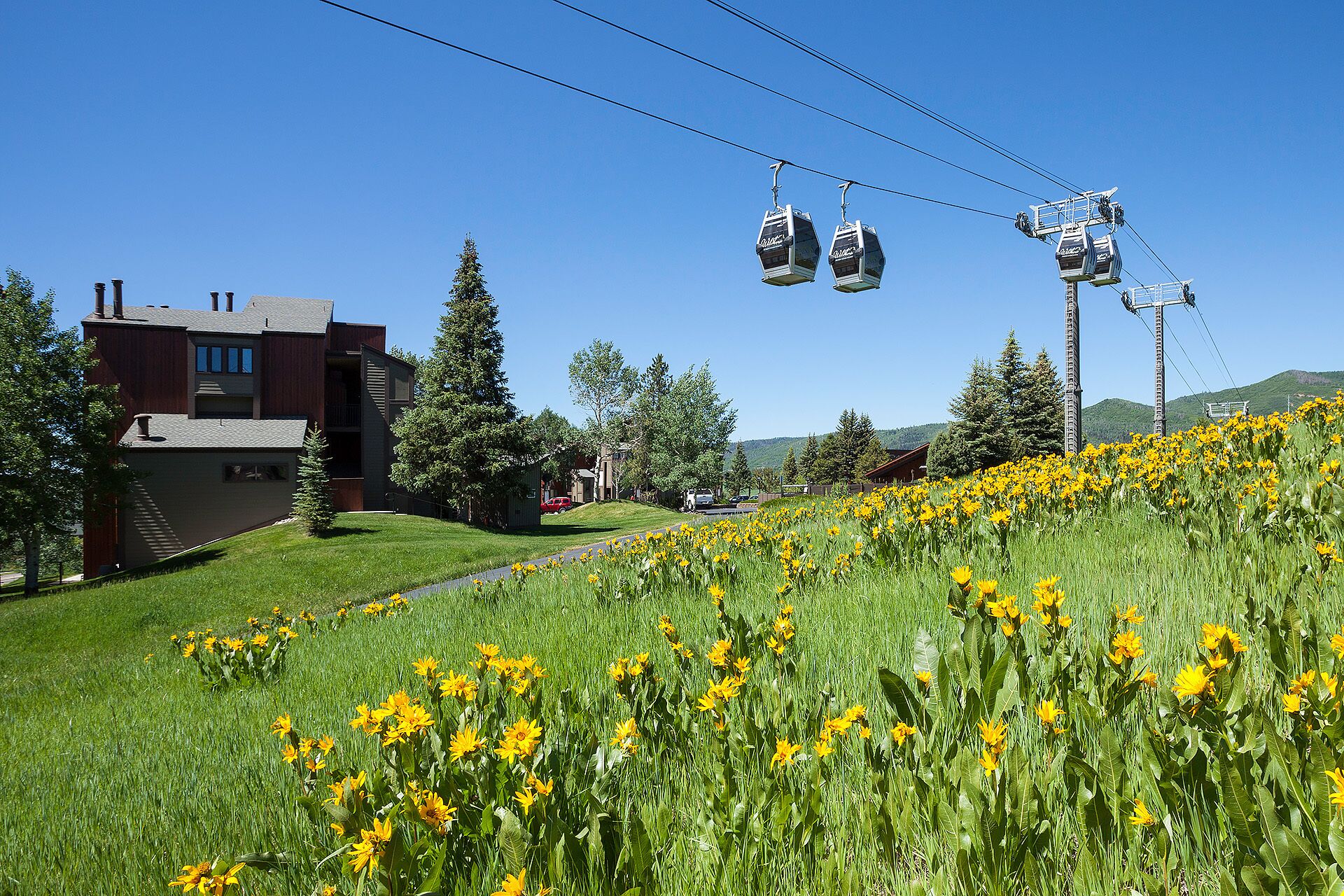 A building with a modern architectural style, a grassy area with yellow flowers, and a cable car system in the background.