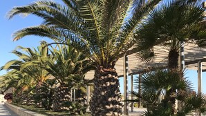 A paved pathway lined with palm trees and a stone wall, leading to a building with large windows. - Magnificent villa with private pool for 6 people in Moraira - Bénissa (Moraira)