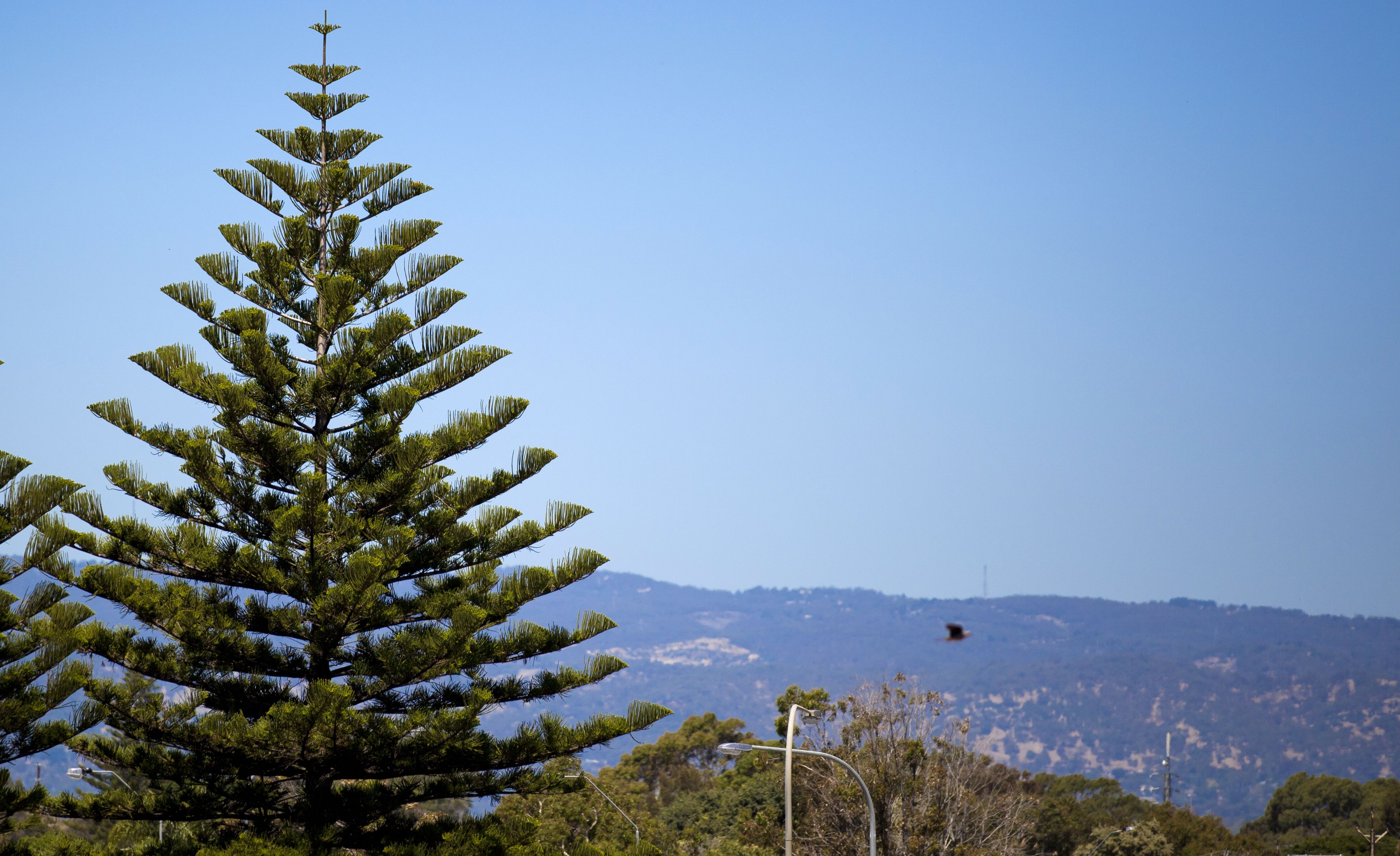 Un grand arbre à feuilles persistantes, avec un ciel bleu clair en arrière-plan.